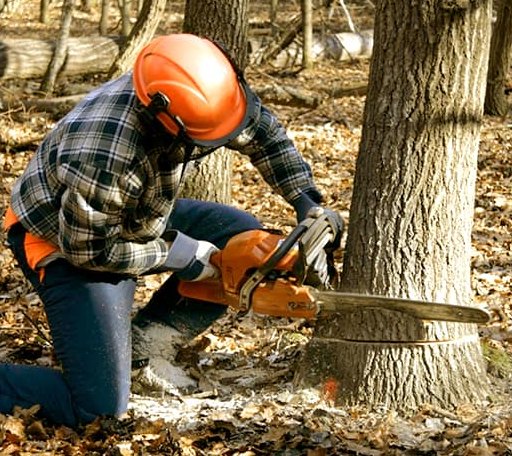 Tree Removal in Bradford, NH